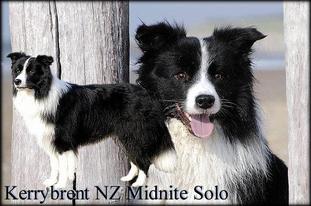 Kerrybrent Nz Midnite Solo Kerrybrent Nz Midnite Solo