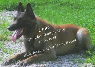 Lobo du Clos Champcheny Lobo du Clos Champcheny