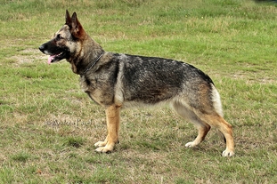Jolie-Gigi von Metunaj Jolie-Gigi von Metunaj