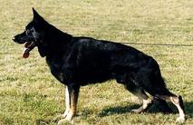 Max von der Königsgrube