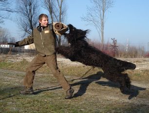 Hasenhirsch Aziz Hasenhirsch Aziz