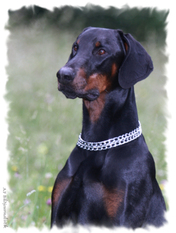 Ataraxie's Bud-Spencer Ataraxie's Bud-Spencer