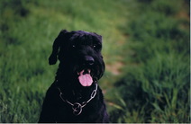 Candy vom Messeler Park