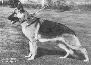 Dixie von Adeloga Dixie von Adeloga