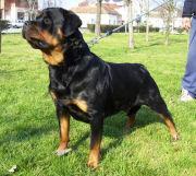 Dixi Wonix Rot Dixi Wonix Rot