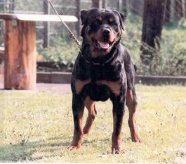 Chubaka vom Hof Engelkamp Chubaka vom Hof Engelkamp
