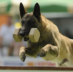 Dingo von der Brunnenstadt Dingo von der Brunnenstadt