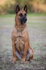 Alma Veranis K-9 Dog Center Alma Veranis K-9 Dog Center