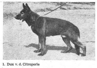 Dux von der Citroperle Dux von der Citroperle