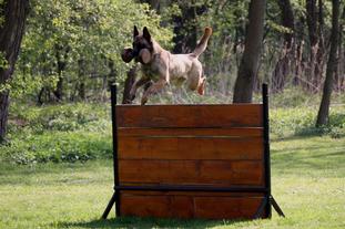 Eyka vom Böxenwolf Eyka vom Böxenwolf