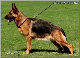 Dana von Arminius 2000 Dana von Arminius 2000