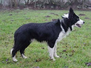 Llangwm Bob ISDS 224454 Llangwm Bob ISDS 224454