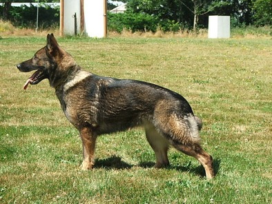 Elsa vom Siegerhof Elsa vom Siegerhof
