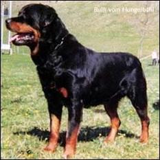 Bulli vom Hungerbühl Bulli vom Hungerbühl