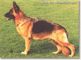 Xena vom Wildsteiger Land Xena vom Wildsteiger Land