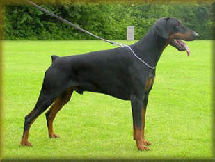 Graaf Humphrey van Neerlands Stam Graaf Humphrey van Neerlands Stam
