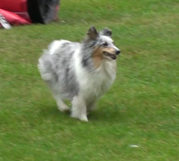 Quereneia blue vom Münzenberger Sheltiecamp Quereneia blue vom Münzenberger Sheltiecamp