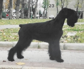Carrol od Dalajského potoka Carrol od Dalajského potoka