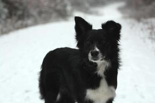 Nell (ISDS 292481) Nell (ISDS 292481)
