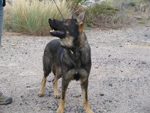 Africa Indalodog Africa Indalodog