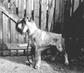 Macho von der Goliathhöhe Macho von der Goliathhöhe