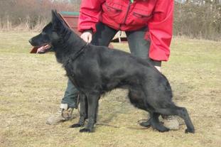 Dina ze Svobodneho dvora Dina ze Svobodneho dvora