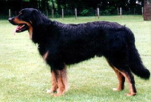 Cody vom Toberbusch Cody vom Toberbusch