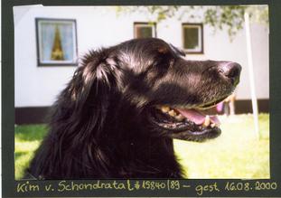 Kim vom Schondratal Kim vom Schondratal