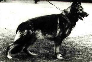 Wicko von Meran Wicko von Meran
