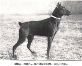 Prinz Bodo von Hörnsheim Prinz Bodo von Hörnsheim