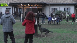 Steel Shepherd Dior Steel Shepherd Dior
