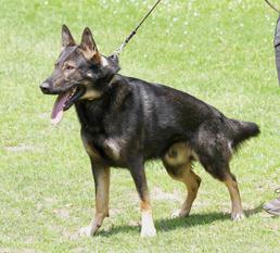 Bandit vom grauen Rebell Bandit vom grauen Rebell