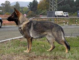 Yana vom Fuchsgraben Yana vom Fuchsgraben