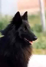 Buster-Jessie van Lana's Hof Buster-Jessie van Lana's Hof