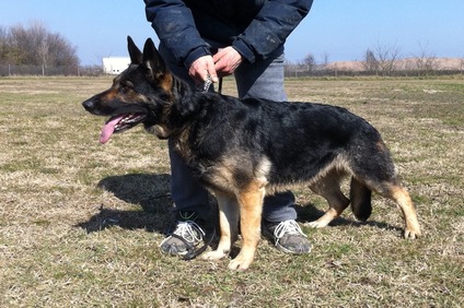 Floy (ROI 09/110169) Floy (ROI 09/110169)