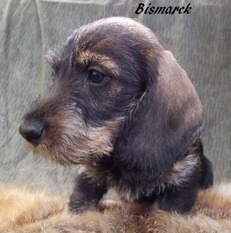 Bismarck vom alten Friedrich FCI Bismarck vom alten Friedrich FCI