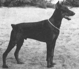 Bonny Boy van der Doberbox Bonny Boy van der Doberbox