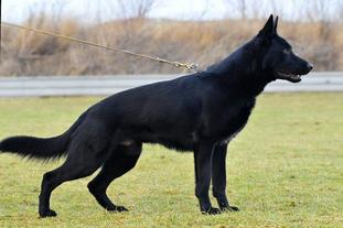 Shorty vom Harzer Vorland Shorty vom Harzer Vorland