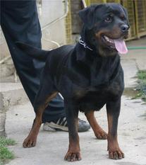 Maxy Se Ungo-Rot Maxy Se Ungo-Rot
