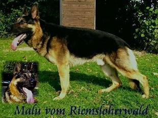 Malu vom Riemsloherwald Malu vom Riemsloherwald
