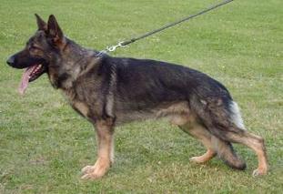 Athos vom Haus Sevens Athos vom Haus Sevens