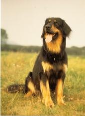 Bär von der Ordensburg Bär von der Ordensburg