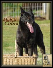 Mac Khalahann's Cobra Mac Khalahann's Cobra