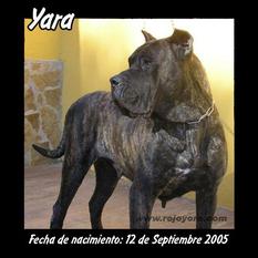 Yara (LOE 1583451) Yara (LOE 1583451)