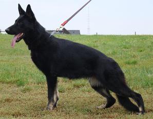 Afra z Lomnickeho udoli Afra z Lomnickeho udoli