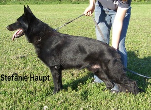 Cooper vom Andi Cooper vom Andi