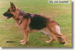 Elly vom Feuerball Elly vom Feuerball