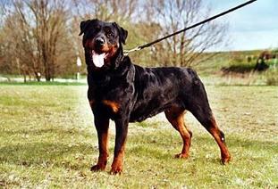 Uschi vom Haus Rumpel Uschi vom Haus Rumpel