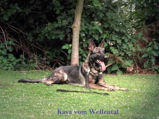 Kaya vom Wellental Kaya vom Wellental