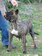 Zena (LOE 1583452) Zena (LOE 1583452)